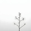 © Fatoniyah - Delicate New Leaves Sprouting from a Dead Tree Isolated on a White Background