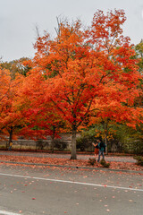 Wall Mural - Park Autumn Leaves