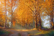 © YuNIK - A picturesque autumn landscape with trees in a forest with yellow leaves