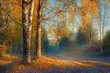 © YuNIK - A picturesque autumn landscape with trees in a forest with yellow leaves