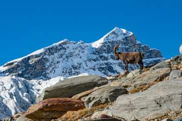 Ibex alpine wild goat with big horns sitting on a rock with snow covered mountain tops in the background