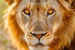 © vasyan_23 - Majestic lion portrait with intense golden eyes in natural habitat