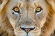 © vasyan_23 - Majestic lion portrait with intense golden eyes in close-up wildlife capture