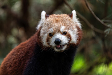 Portrait of Red Panda sitting on the tree