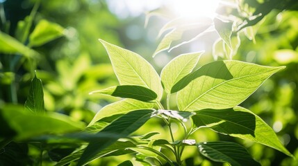 Aufkleber - Lush green leaf in summer garden, bright sunlight, fresh and vibrant