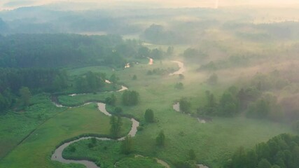 Wall Mural - aerial view of the river in the forest