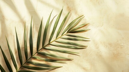 Aufkleber - Softly lit palm leaf against a neutral light background