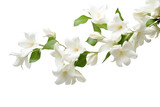 PNG Photo of flying jasmine flowers blossom plant petal.
