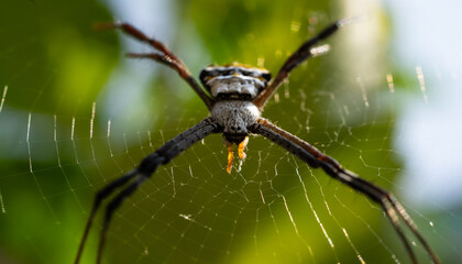 Signature Spider