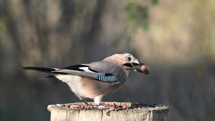 Wall Mural - Eurasian Jay Garrulus glandarius on a Stump with Bird Food: Takes an Acorn in Its Beak and Flies Away. Slow motion.