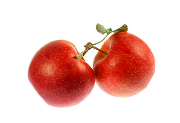 fresh picked red gala apples isolated on white background