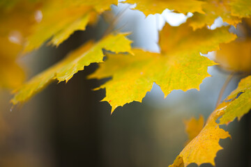 Aufkleber - A autumn leafy tree branch with a few leaves on it. The leaves are yellow and have a wet look to them