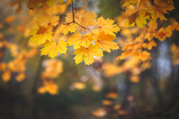 Aufkleber - A autumn tree with a leafy branch in the foreground and a leafy branch in the background. The leaves are orange and the sun is shining on them