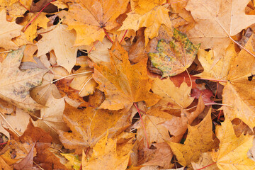 Aufkleber - A autumn leaf is on top of a pile of yellow leaves. The leaf is brown and has a pointy tip. The pile of leaves is scattered and has a messy appearance