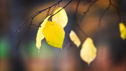 Aufkleber - A autumn leaf is hanging from a tree branch. The leaf is yellow and has a few drops of water on it