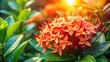 © Chanchai - Medium shot of Asoka flower Ixora Chinensis with abundant morning sunlight