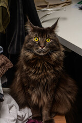 A curious fluffy brown cat with striking green eyes sitting amidst laundry on a busy evening