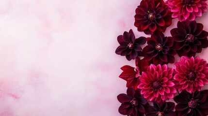 Poster - A cluster of pink and red dahlias are arranged on a light pink background.
