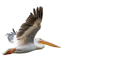 Wall Mural - american white pelican - Pelecanus erythrorhynchos is a large aquatic soaring bird from the order Pelecaniformes. It breeds in interior North America, moving south and to the coasts isolated on white