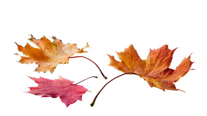 Aufkleber - Autumn season is shown on transparent background. Maple leaves are red and brown. Leaves are scattered on the ground.