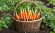 © Sergey - Freshly harvested carrots in a basket, covered with soil