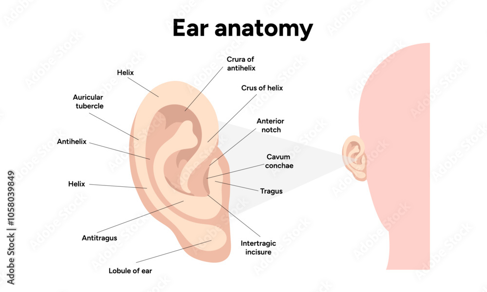 Outer Ear structure and function anatomy. Human ear vestibular system ...