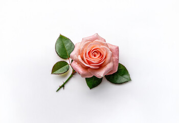 Wall Mural - A single pink rose with green leaves lies on a white background.