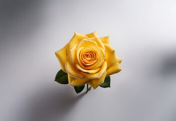 Wall Mural - A single yellow rose,  with its petals unfurling, sits on a plain white background.  A gentle shadow falls beneath.