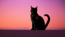 猫のシルエット ピンクの夕日 無料画像 - Public Domain Pictures