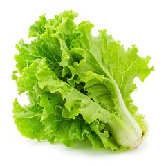 Wall Mural - Lettuce isolated on white background