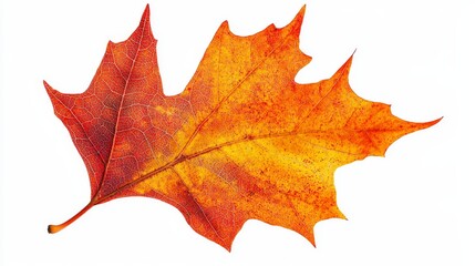 Vivid red and orange maple leaf, detailed clipart, close-up autumn element isolated on white, perfect for fall advertisement