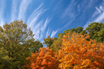 Wall Mural - colorful autumn nature. canopies of yellow forest trees in fall season