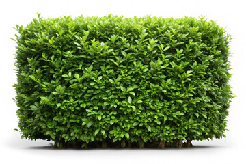 Cherry laurel hedge, isolated on white background
