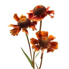 Helenium, smooth Flower isolated on white background.