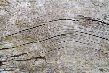 Wall Mural - The texture of old wood with cracks. Background wood texture.