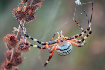 Wall Mural - argiope bruennichi (wasp spider) on web, invasive species of orb-web spider distributed throughout c