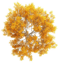 Wall Mural - png real yellow birch tree photography foliage leaves.