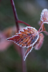 Wall Mural - Autumn bright leaves of blackberries in frost