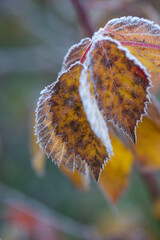 Wall Mural - Autumn bright leaves of blackberries in frost