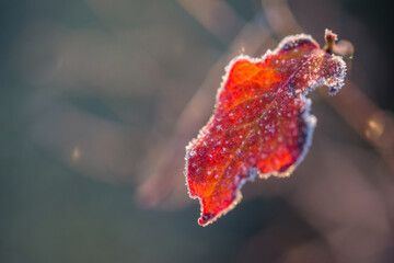 Wall Mural - Autumn bright blueberry leaves in frost