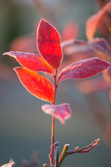 Wall Mural - Autumn bright blueberry leaves in frost