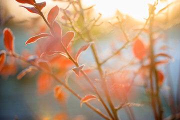 Wall Mural - Autumn bright blueberry leaves in frost
