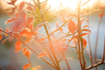Wall Mural - Autumn bright blueberry leaves in frost