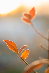 Wall Mural - Autumn bright blueberry leaves in frost