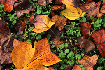 Wall Mural - Top view of Autumnal leaves of tulip tree with raindrops on grees grass background