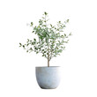 © rokeya - A small green plant in a white pot.