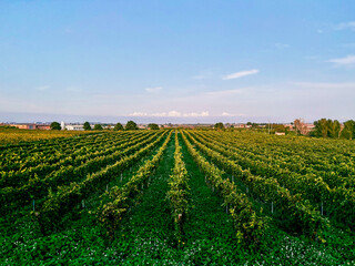 Green vineyard fields with parallel vines under a sunny Spanish sky. Agricultural landscape highlights viticulture, wine tradition, and rural scenery