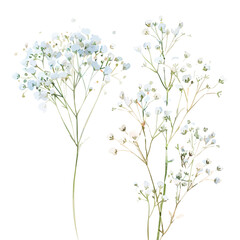 Wall Mural - Watercolor painting of Babys Breath, isolated on a white background, and Babys Breath vector