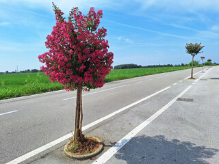 Wall Mural - Lagerstroemia indica trees with red flowers grow in a row in the middle of the road.