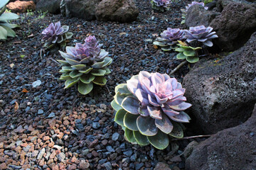 succulents on stony ground
